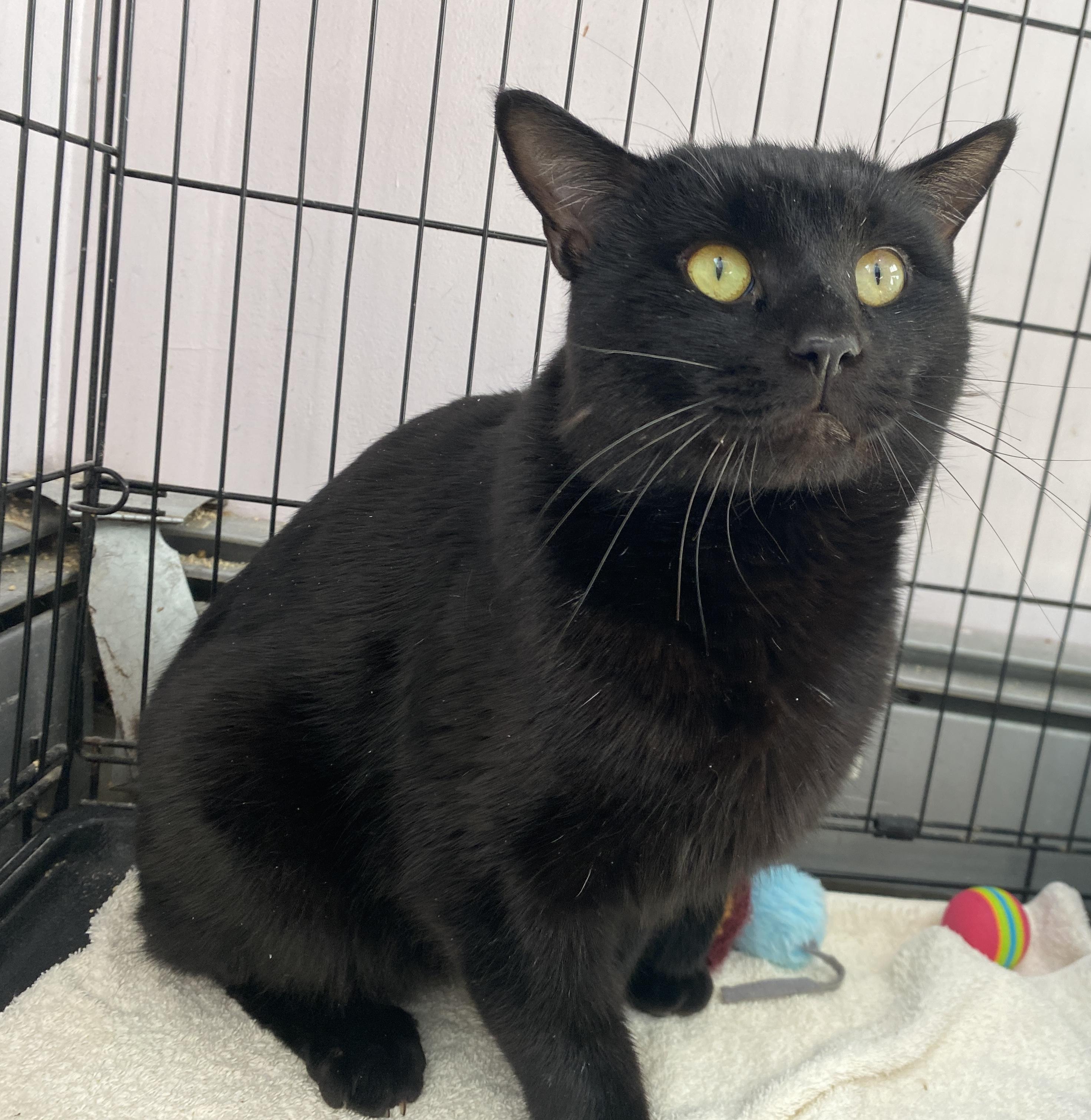 Enlarge Hoagie, an adopted Domestic Short Hair in Salisbury, MA image 2/6