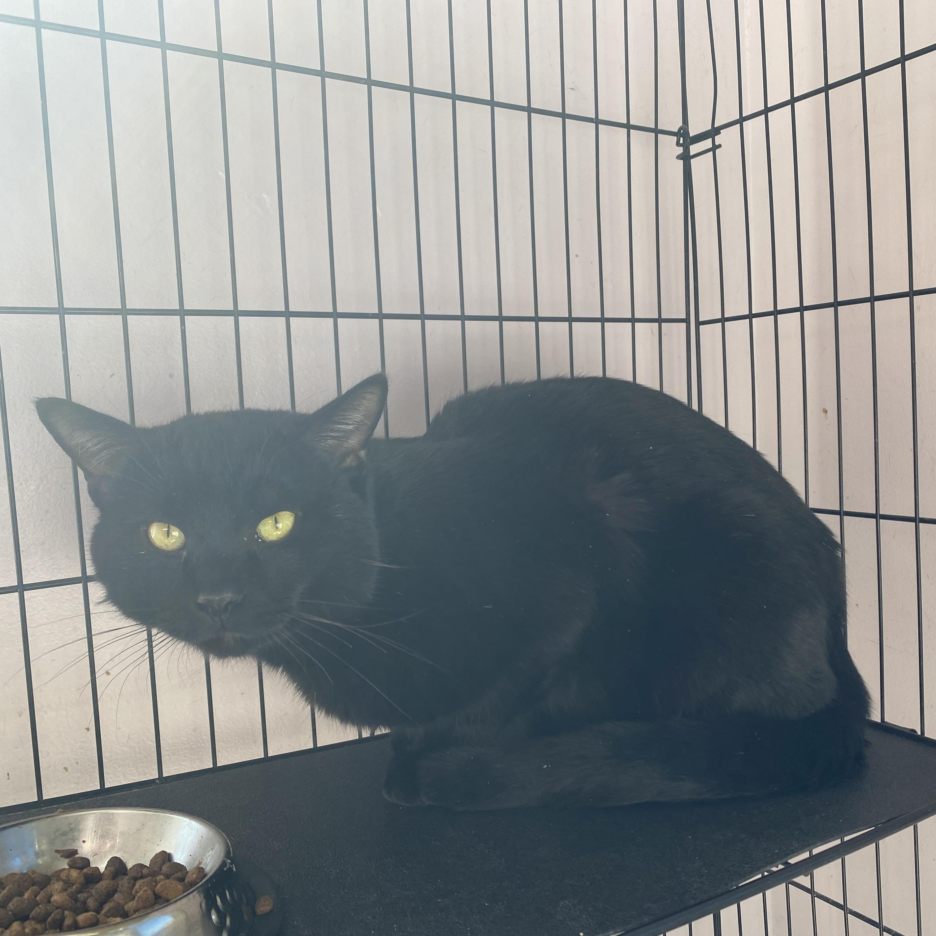 Enlarge Hoagie, an adopted Domestic Short Hair in Salisbury, MA image 6/6