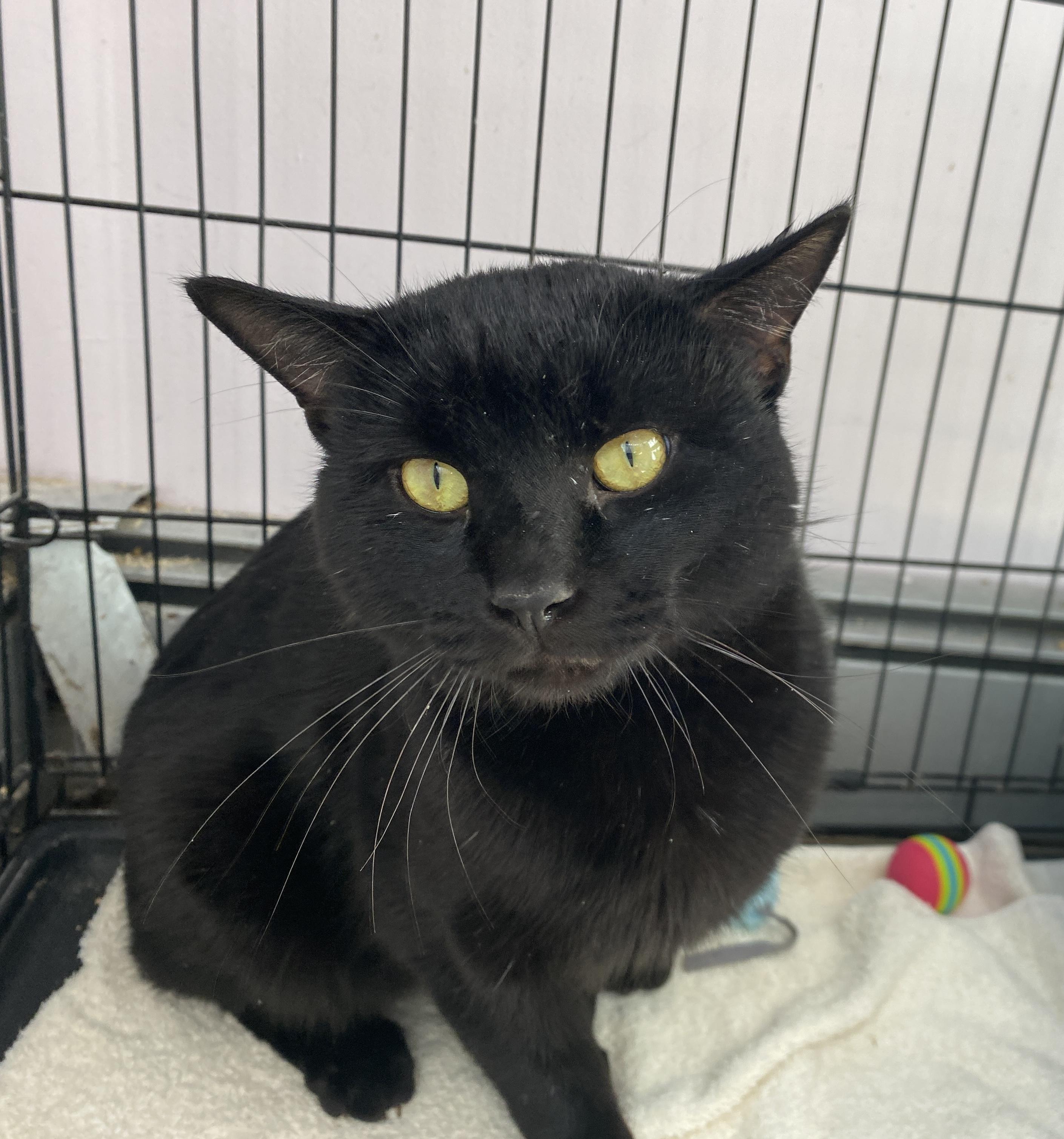 Hoagie, ADOPTABLE, Adult Male Domestic Short Hair.
