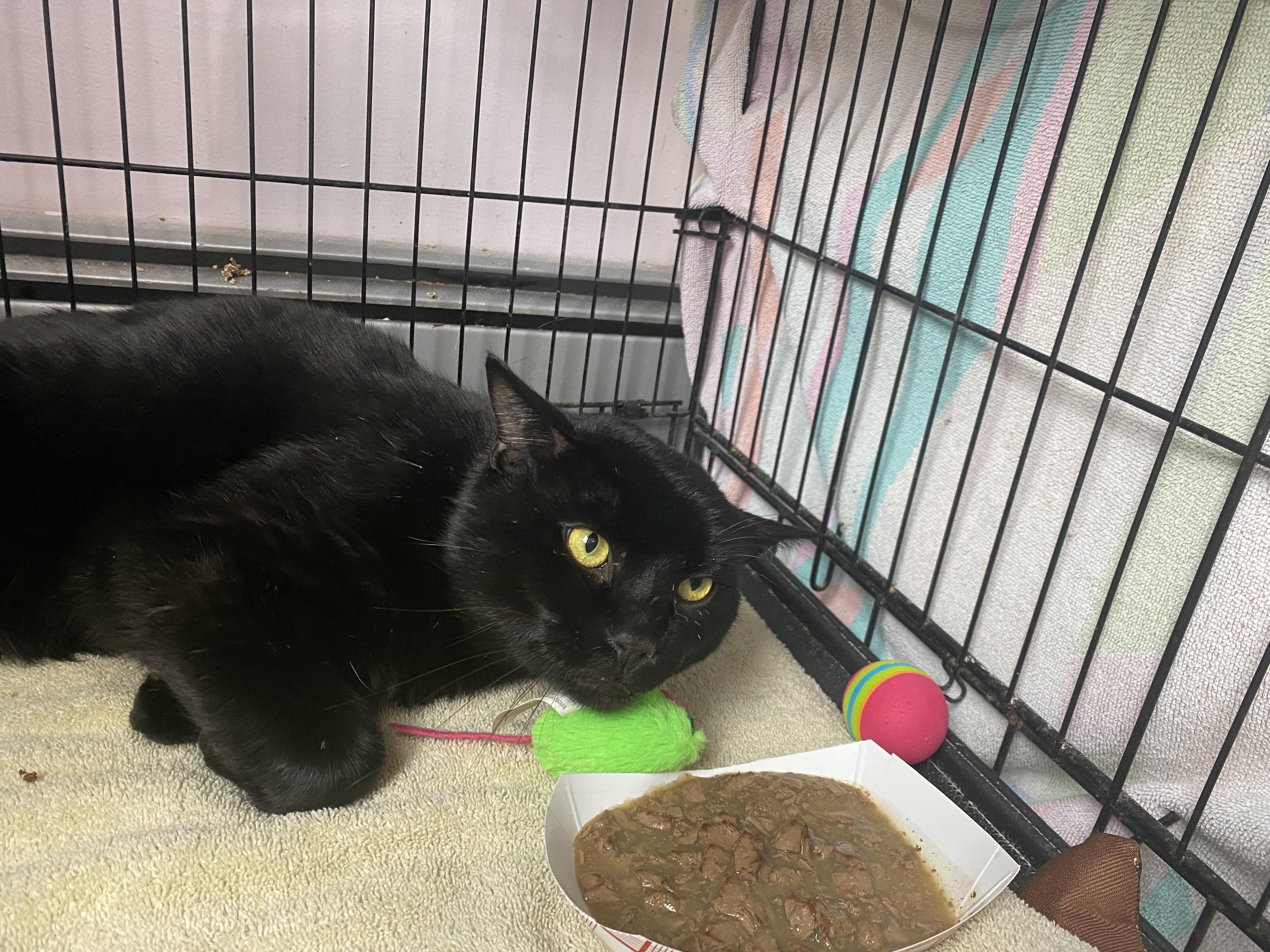 Enlarge Hoagie, a ADOPTABLE Domestic Short Hair in Salisbury, MA image 2/3