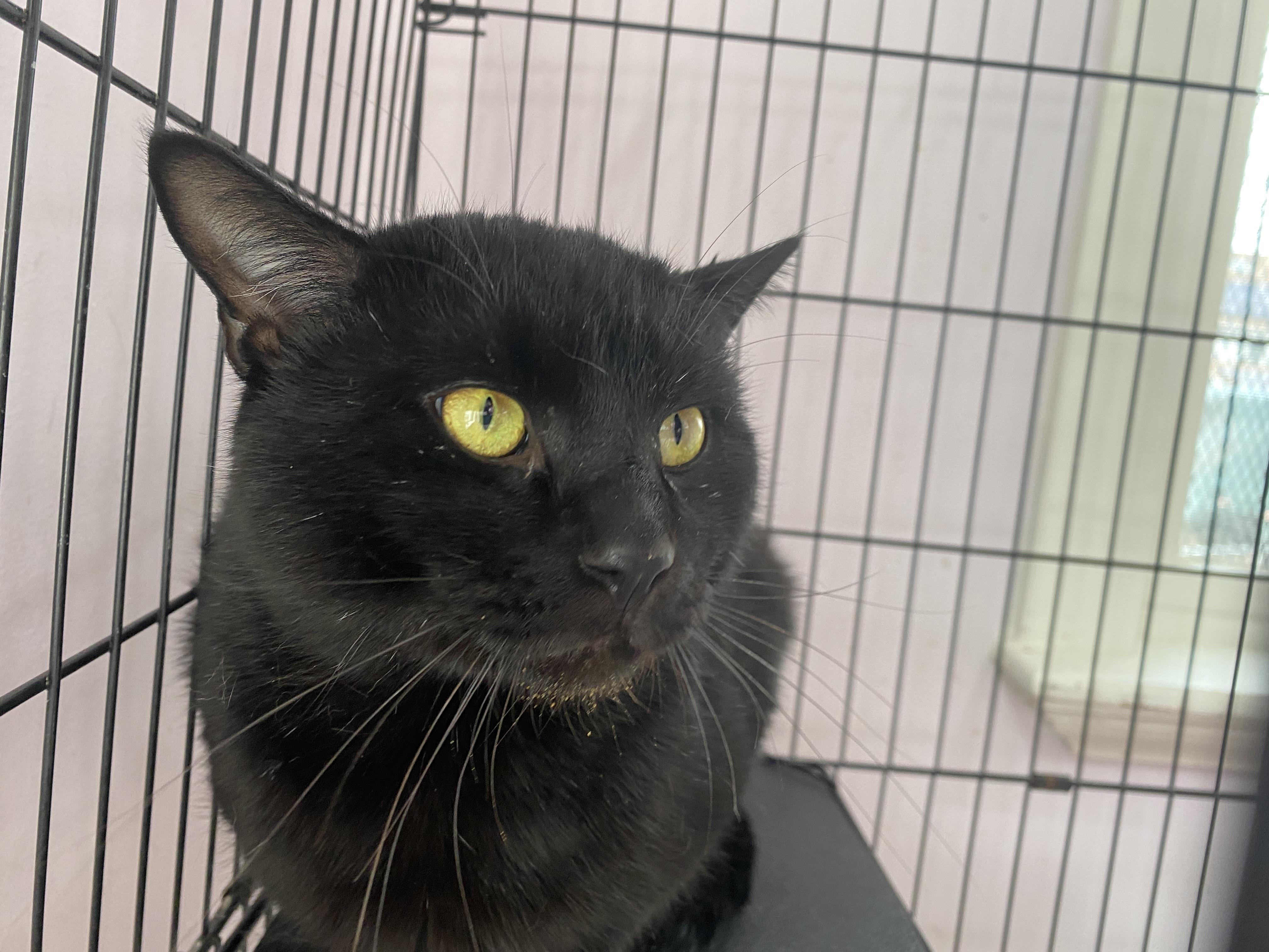 Enlarge Hoagie, an adopted Domestic Short Hair in Salisbury, MA image 1/6