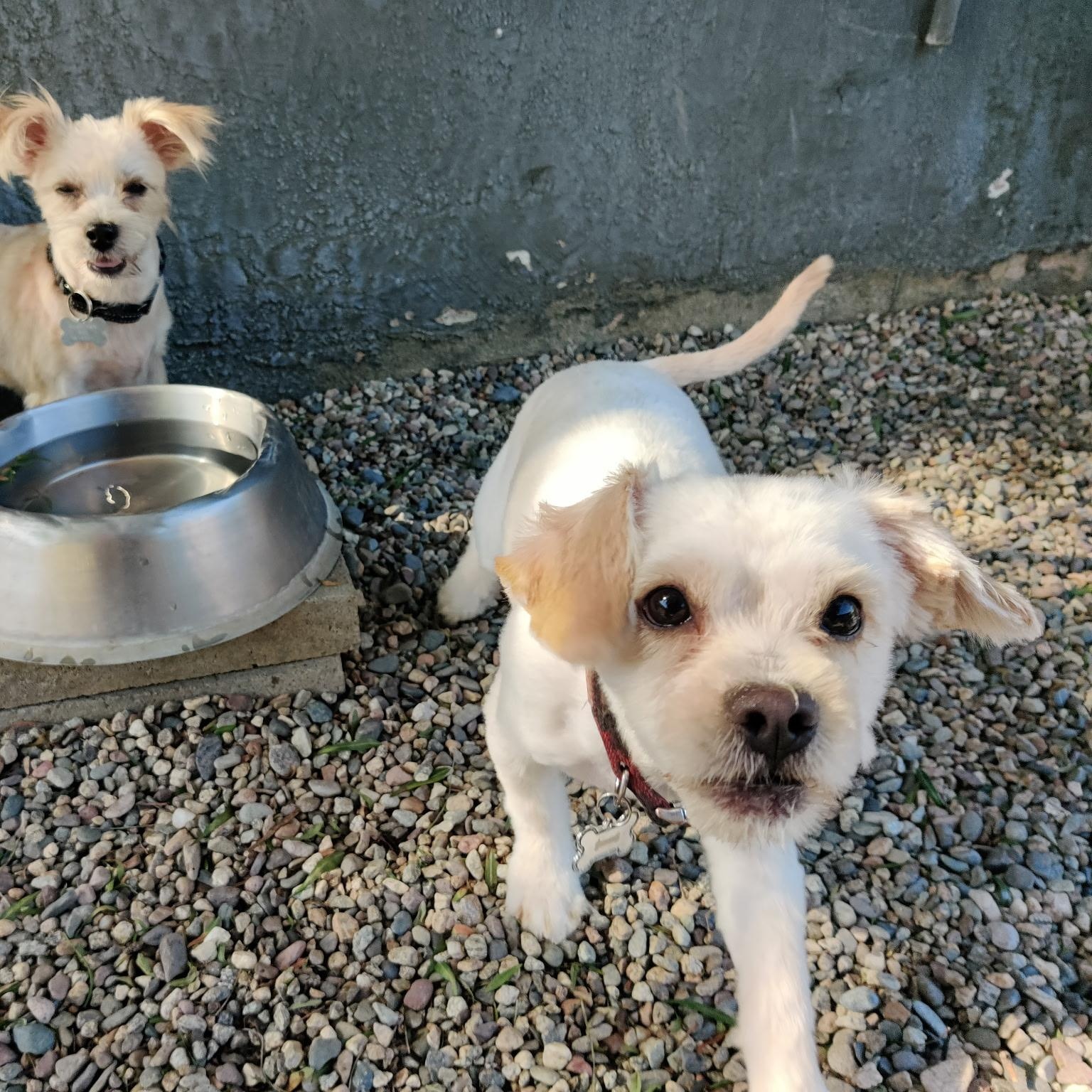 Enlarge ENZO (adopt or foster), an adopted mixed breed in Pasadena, CA image 5/5