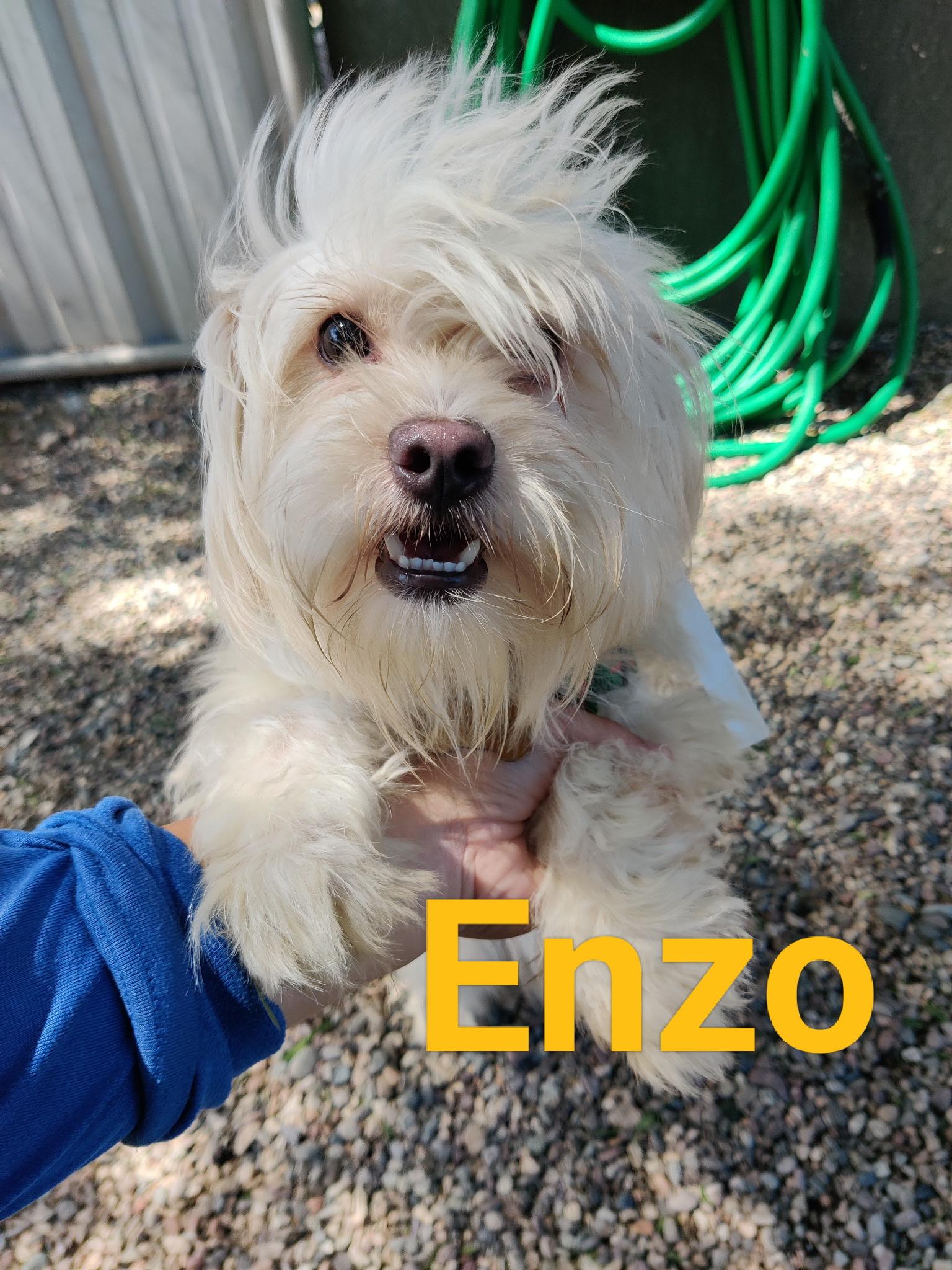 ENZO (adopt or foster), adopted, Puppy Male Terrier.