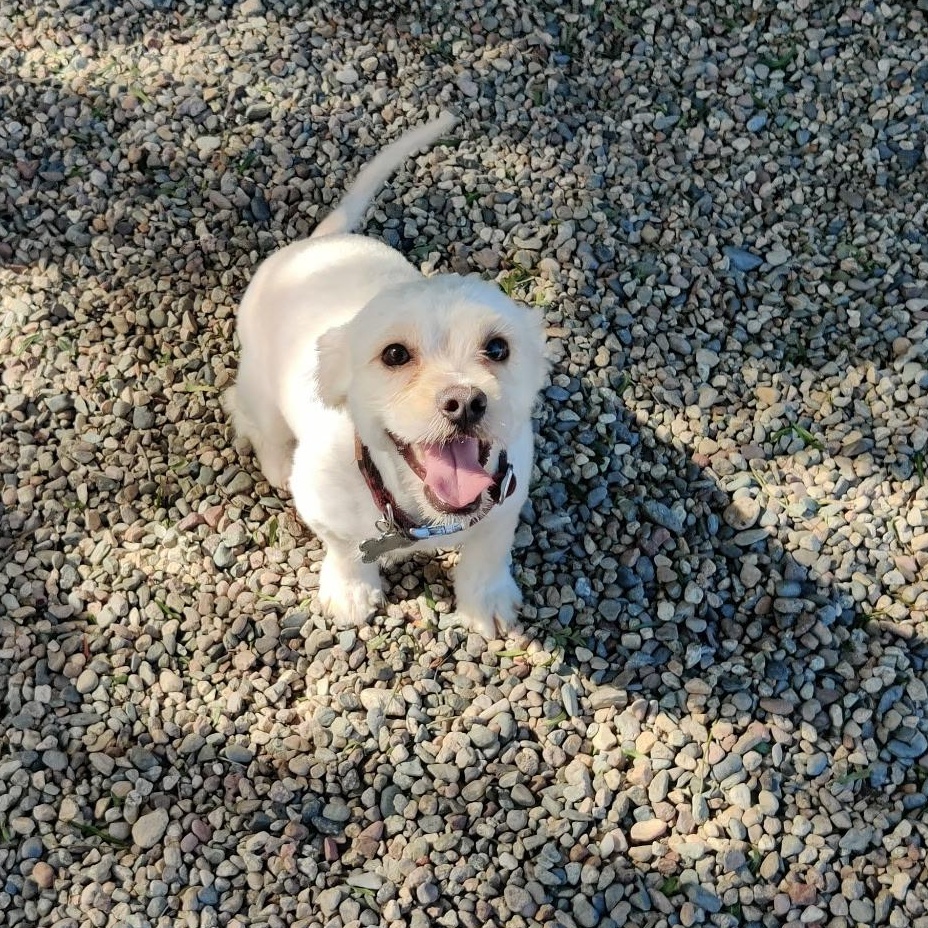 Enlarge ENZO (adopt or foster), an adopted mixed breed in Pasadena, CA image 4/5