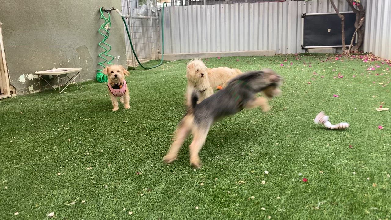 Enlarge ENZO (adopt or foster), an adopted mixed breed in Pasadena, CA video 3/5