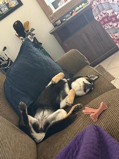 Enlarge Talia, a ADOPTABLE mixed breed in Manhasset, NY image 5/6