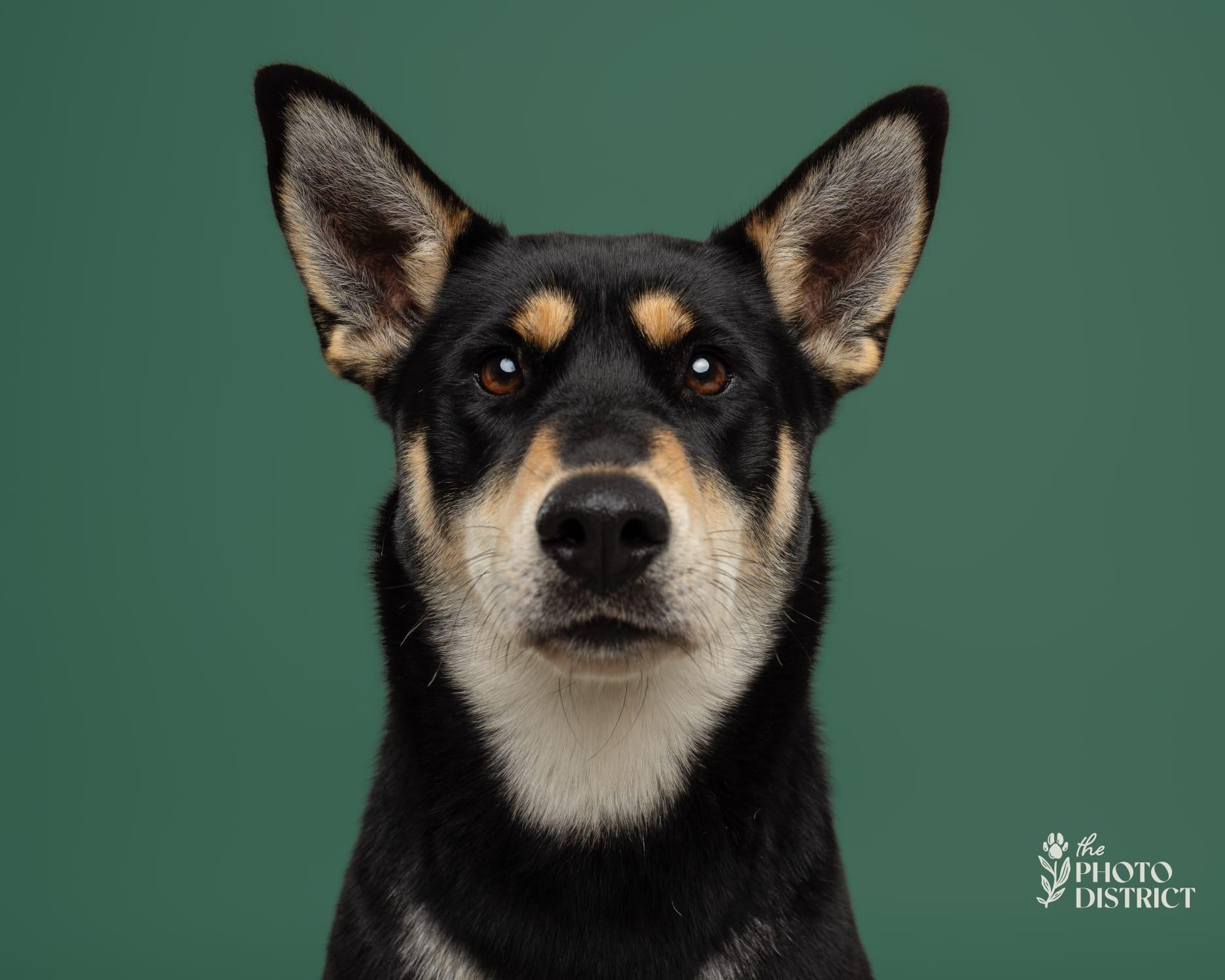 Enlarge Talia, a ADOPTABLE mixed breed in Manhasset, NY image 6/6