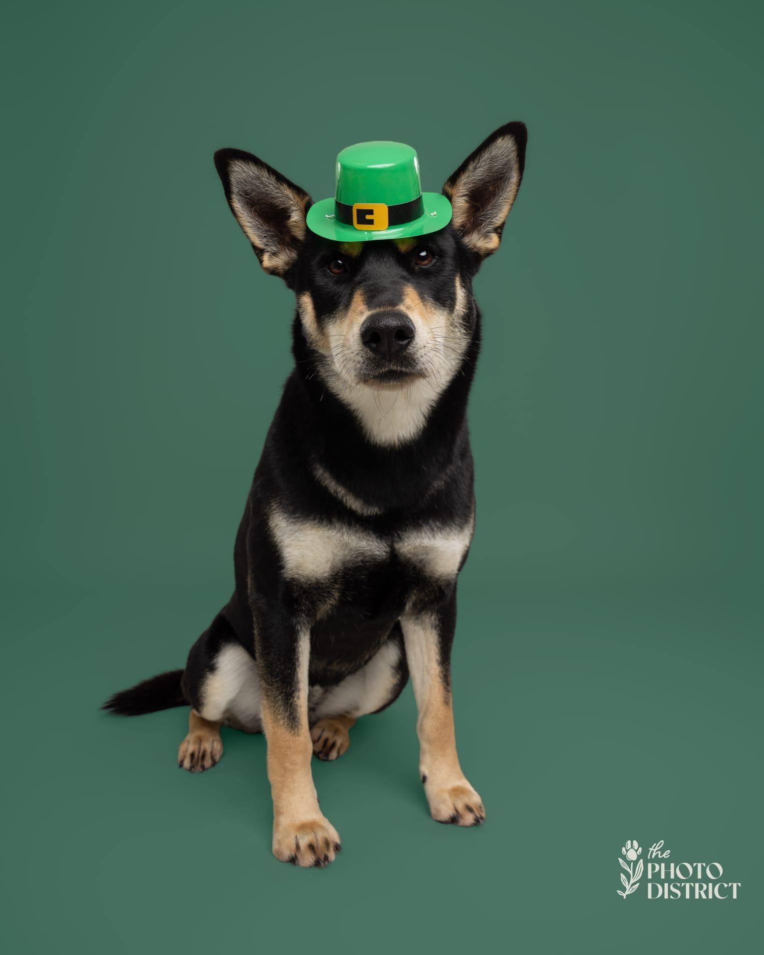 Enlarge Talia, a ADOPTABLE mixed breed in Manhasset, NY image 1/6