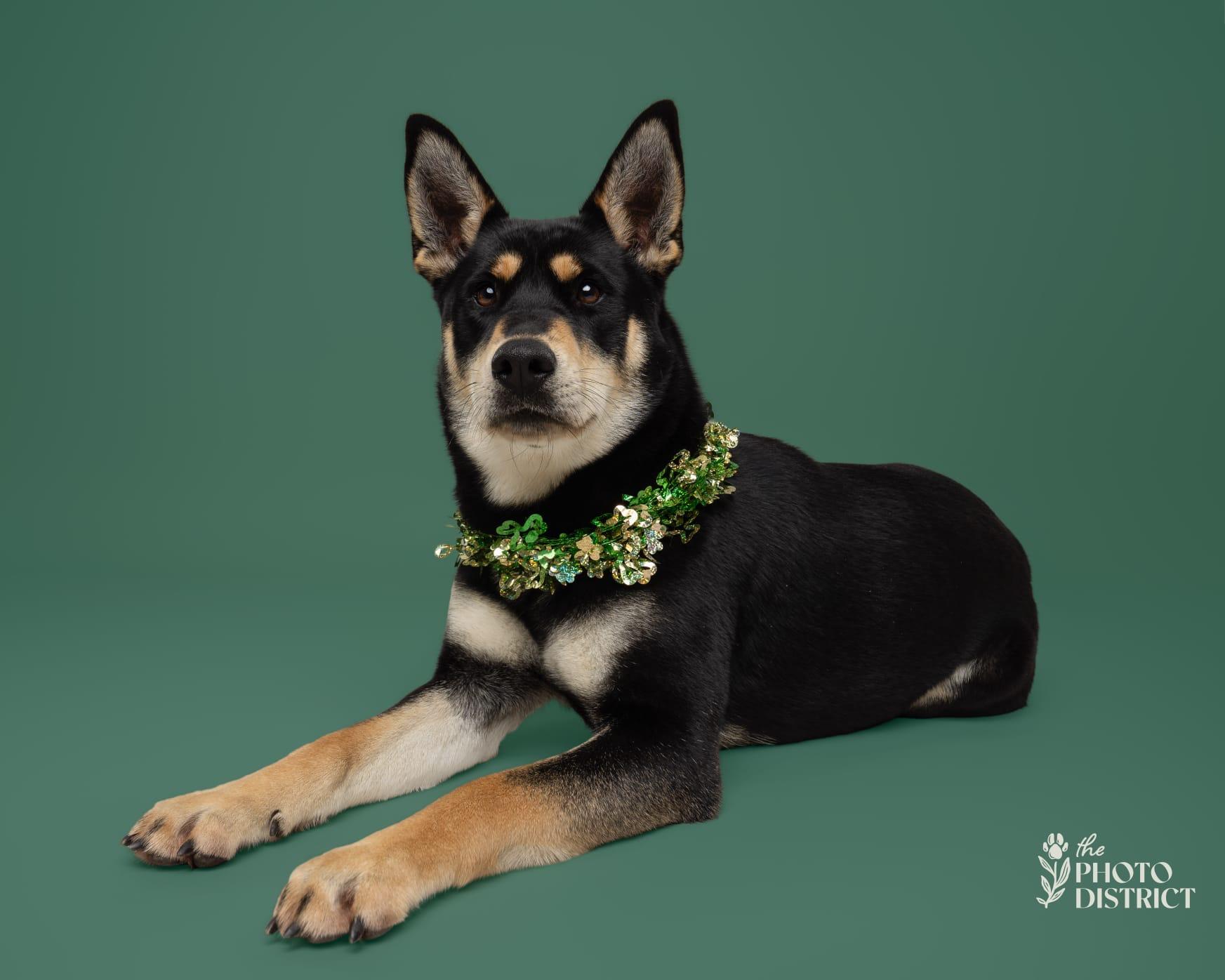 Enlarge Talia, a ADOPTABLE mixed breed in Manhasset, NY image 2/6