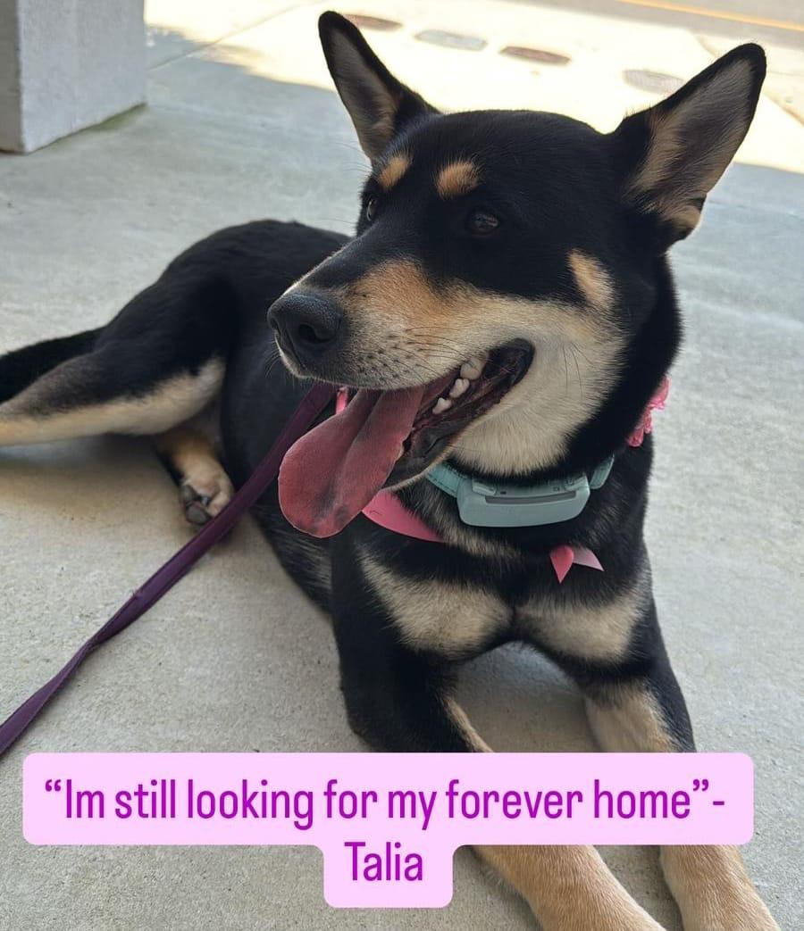 Talia, ADOPTABLE, Young Female Australian Kelpie & Shepherd.