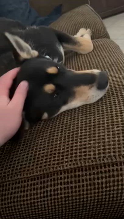 Enlarge Talia, a ADOPTABLE mixed breed in Manhasset, NY video 3/6