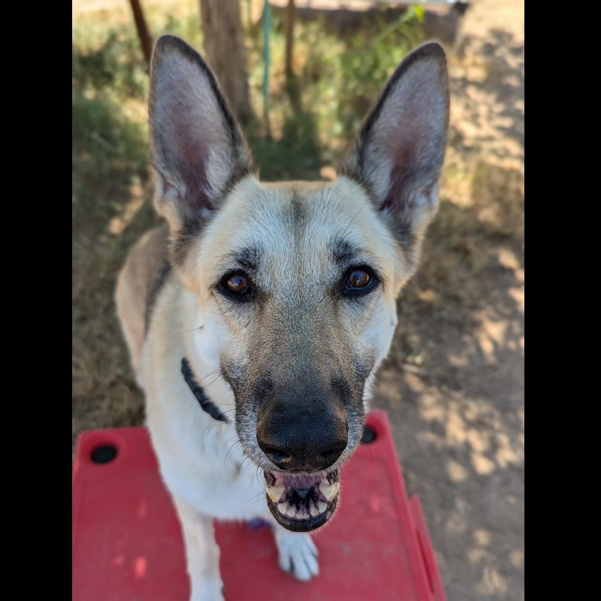 Lola, a Adoptable German Shepherd Dog in Phoenix, AZ image 3/6