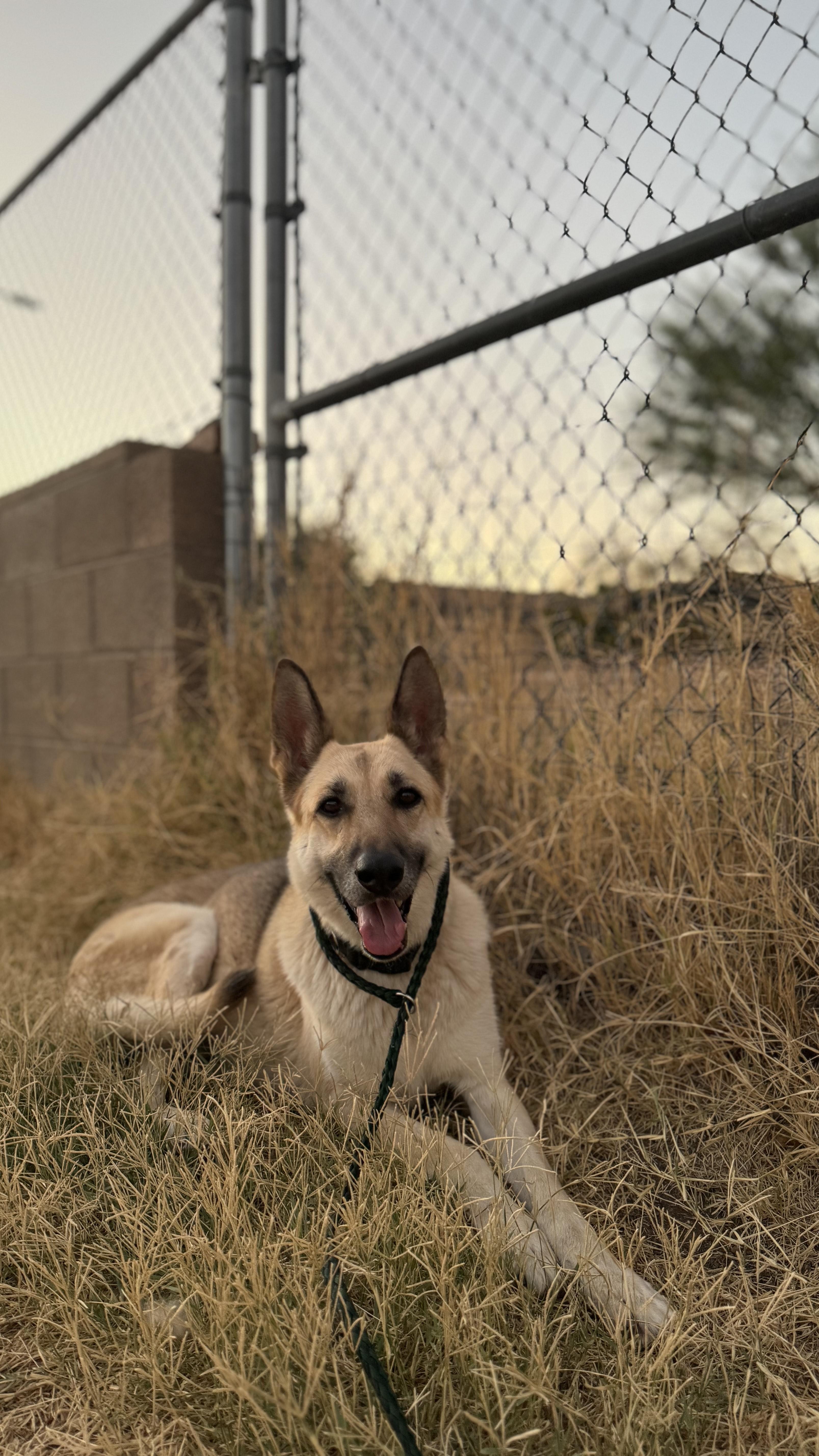 Lola, Adoptable, Senior Female German Shepherd Dog.