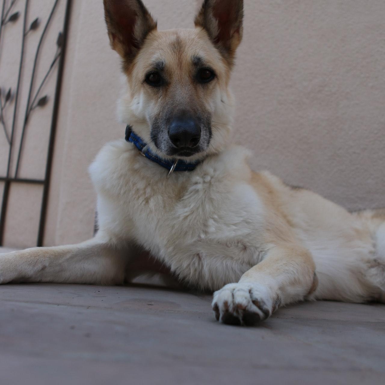 Lola, a Adoptable German Shepherd Dog in Phoenix, AZ image 4/6