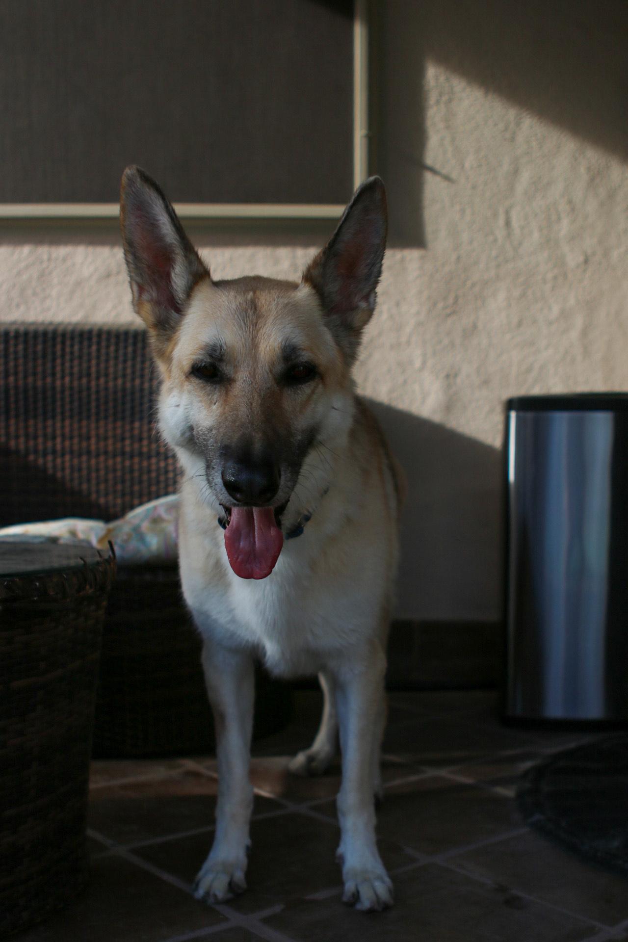 Lola, a Adoptable German Shepherd Dog in Phoenix, AZ image 5/6