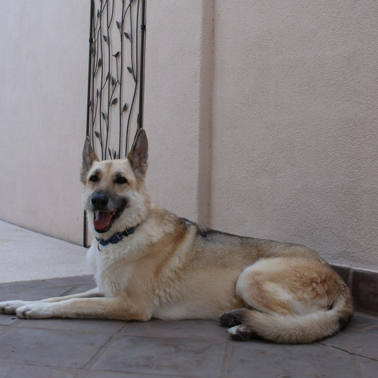 Lola, a Adoptable German Shepherd Dog in Phoenix, AZ image 6/6