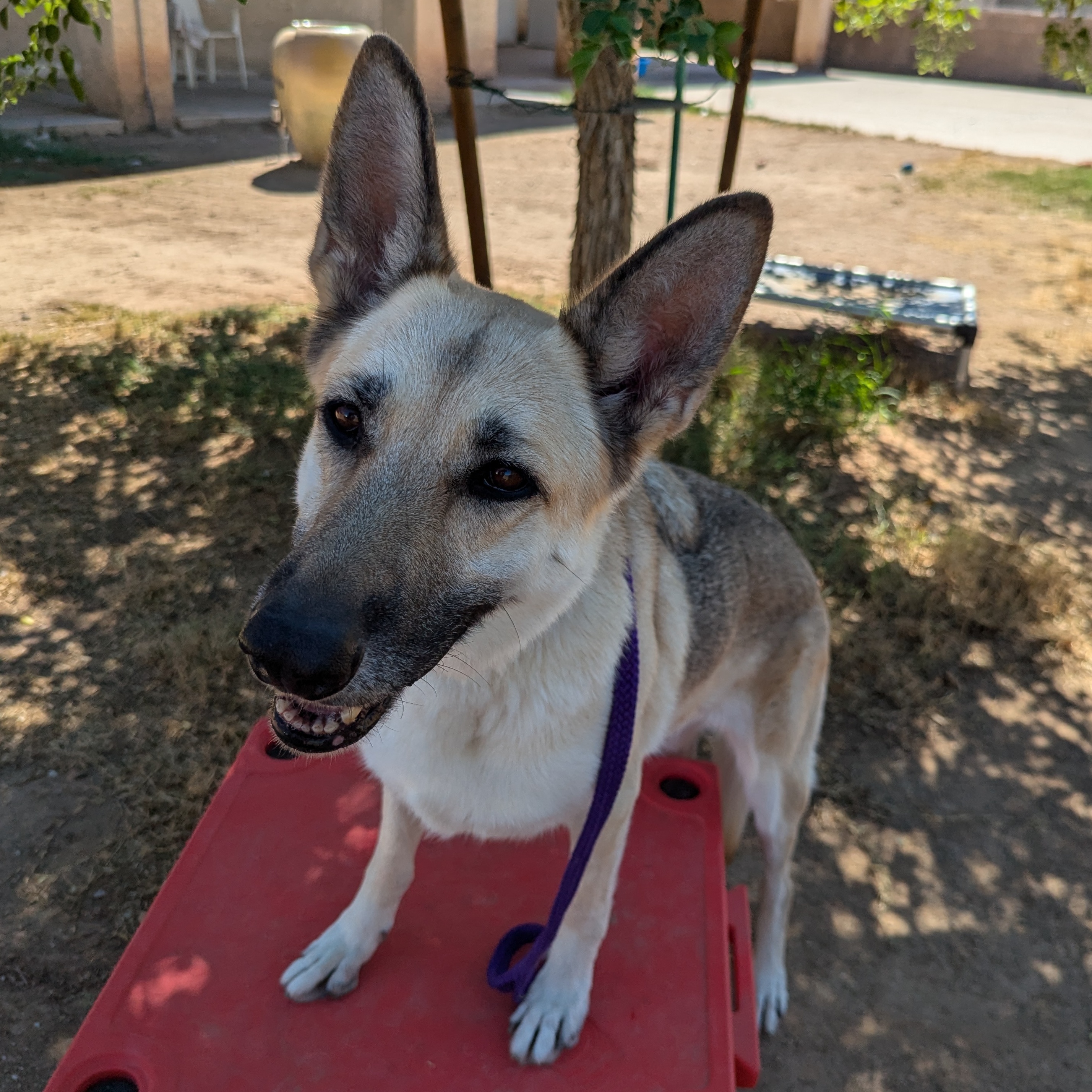 Lola, a Adoptable German Shepherd Dog in Phoenix, AZ image 2/6