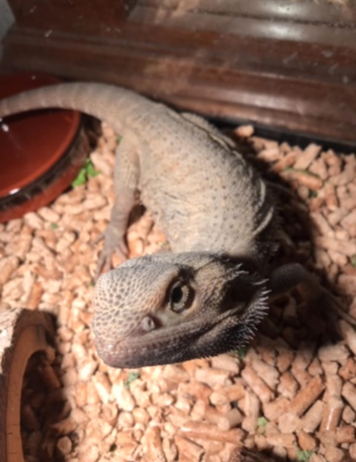 Frankie, a Adopted Iguana in Helendale, CA image 1/2