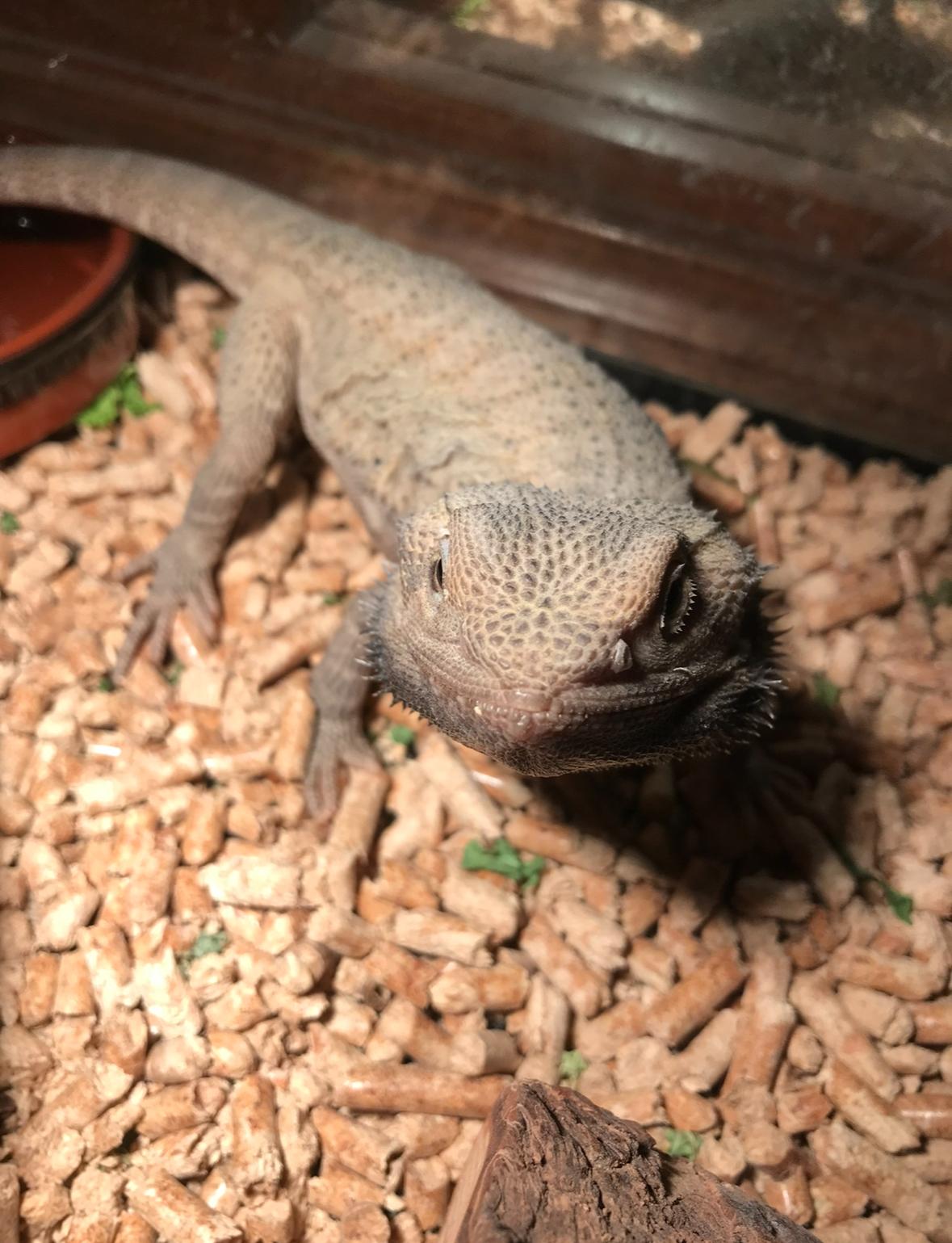 Frankie, a Adopted Iguana in Helendale, CA image 2/2