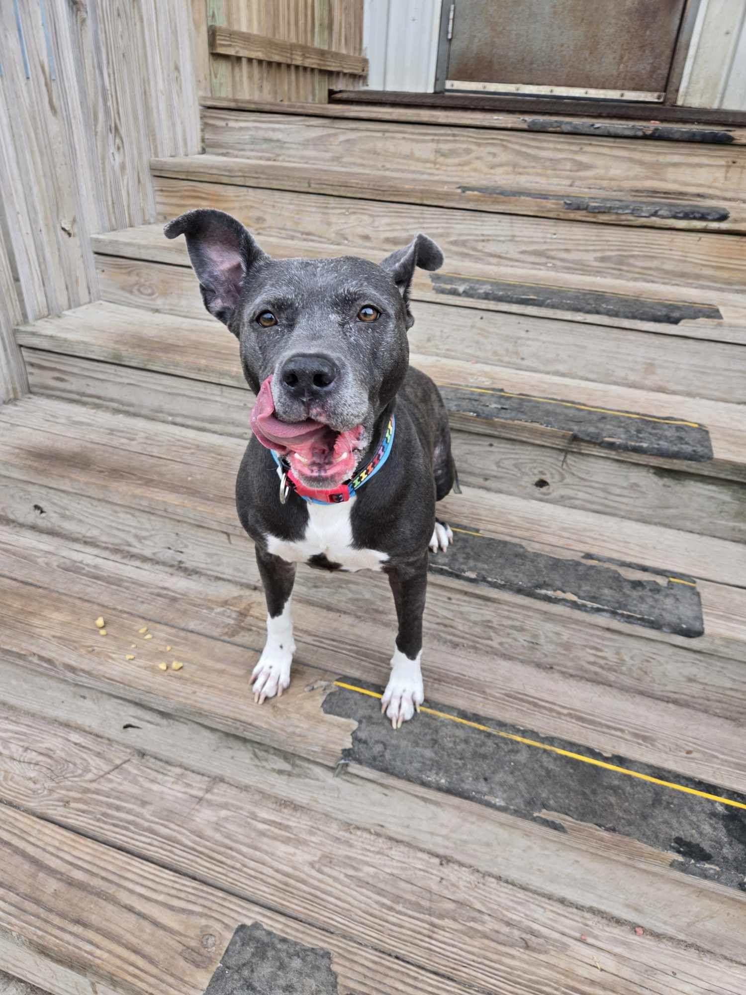Enlarge Merf, a Adoptable Pit Bull Terrier in La Salle, IL image 2/4