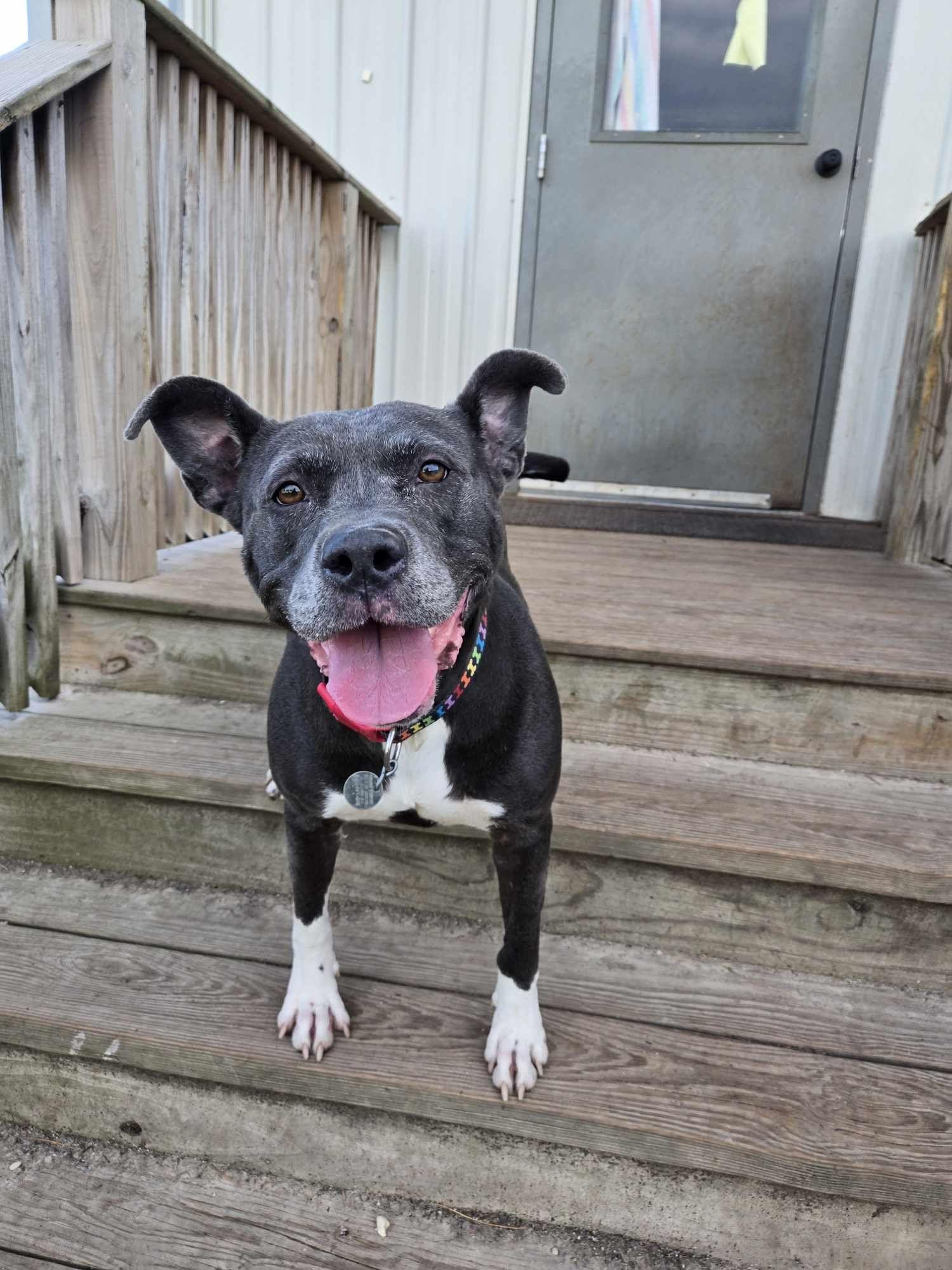 Enlarge Merf, a Adoptable Pit Bull Terrier in La Salle, IL image 1/4