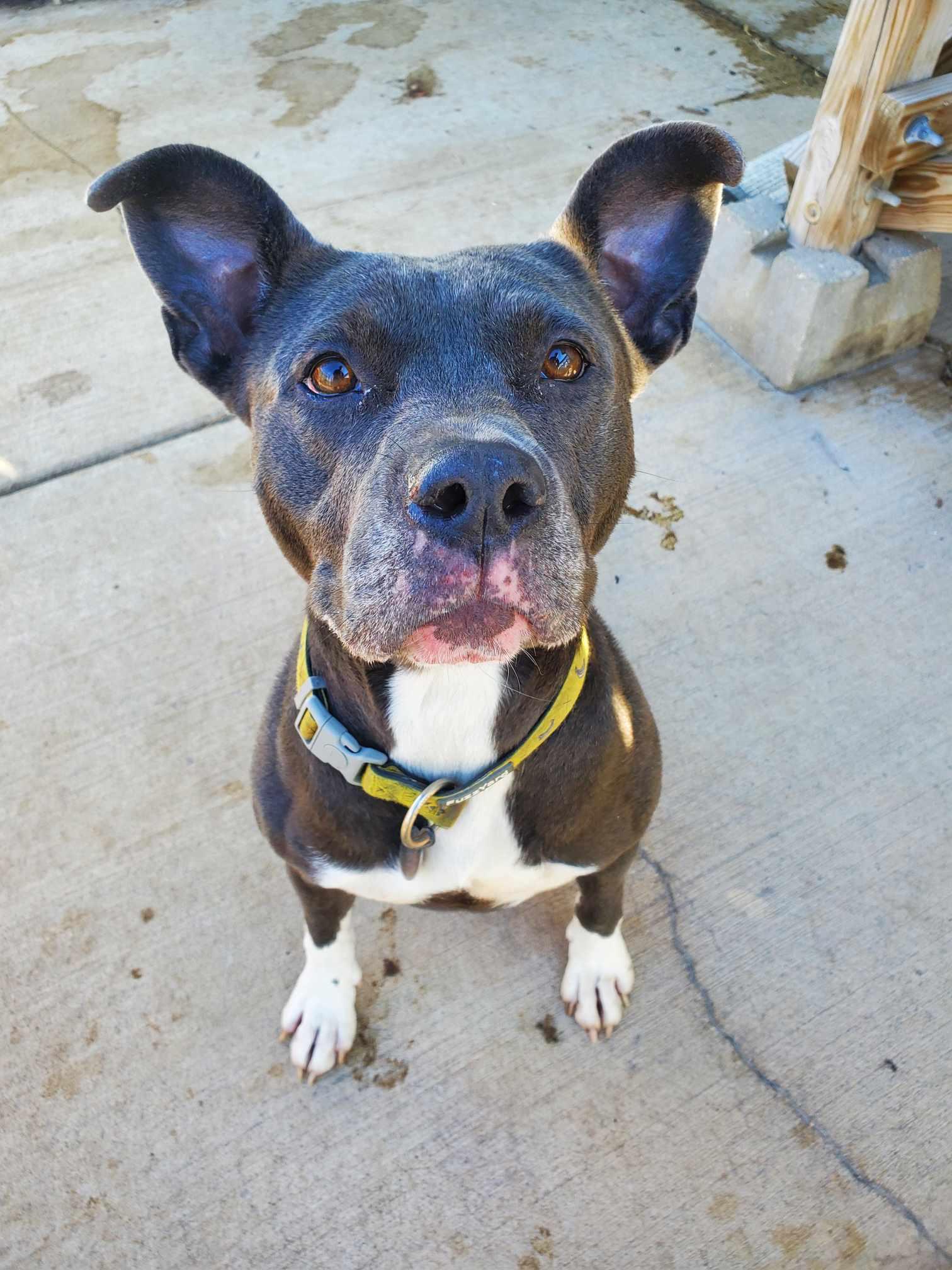 Enlarge Merf, a Adoptable Pit Bull Terrier in La Salle, IL image 3/4