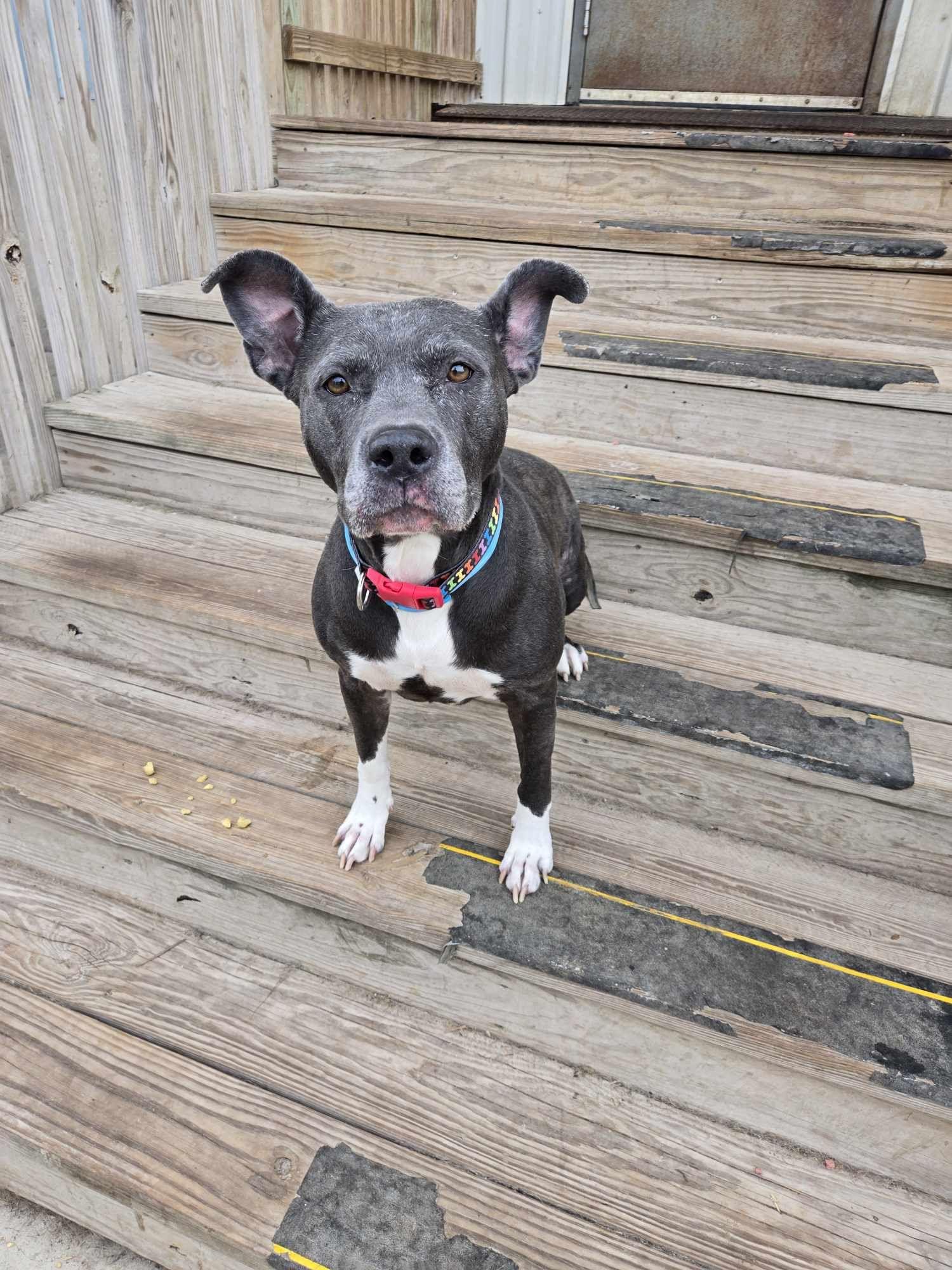Enlarge Merf, a Adoptable Pit Bull Terrier in La Salle, IL image 4/4