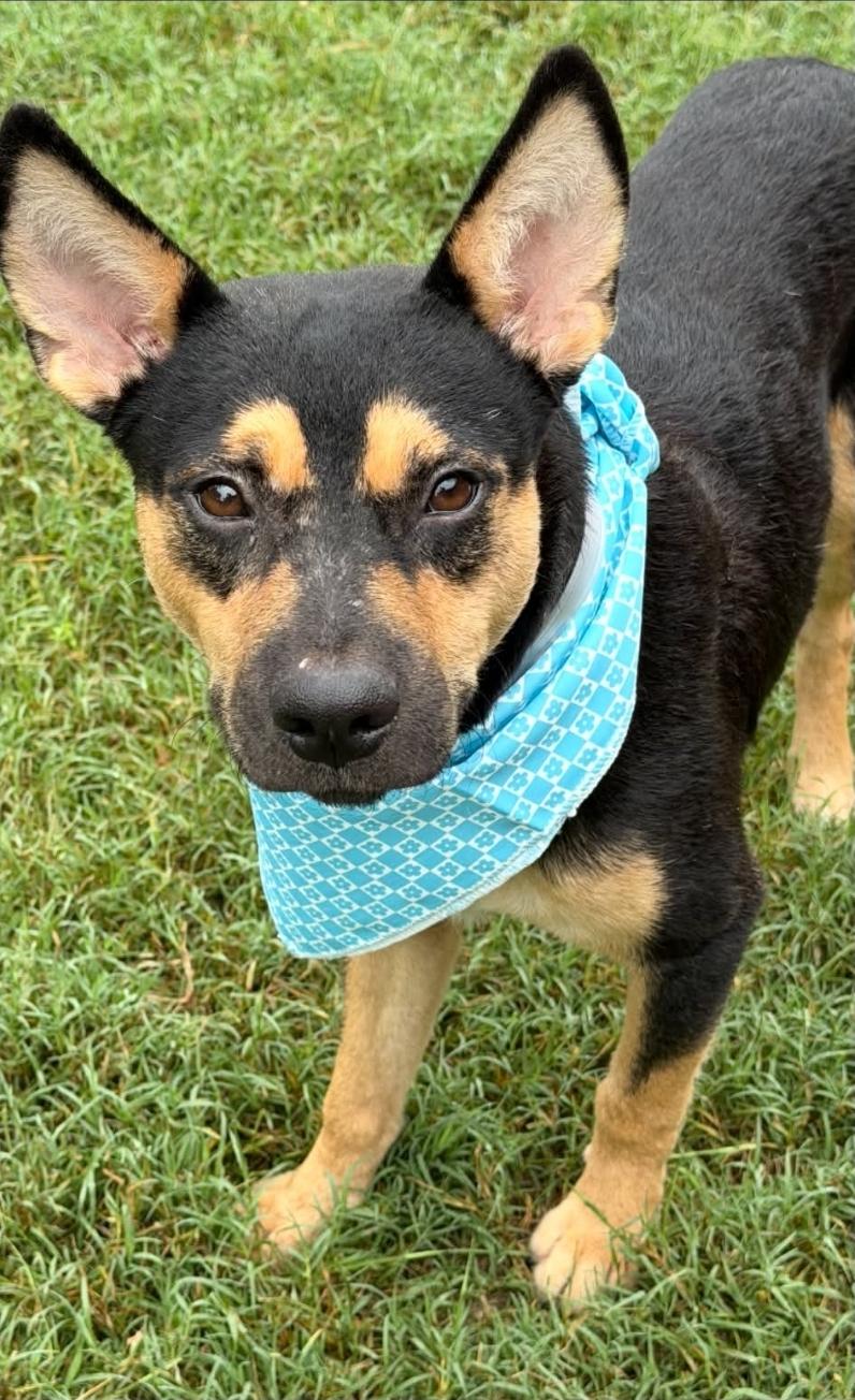 Enlarge Noah, a Adoptable mixed breed in Brookings, OR image 2/6