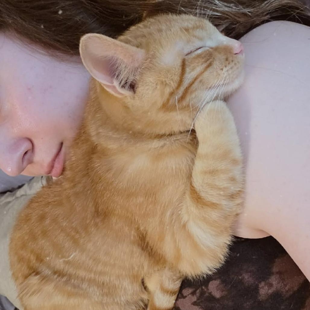 Enlarge Curdis, a Adoptable Domestic Short Hair in Warrensburg, MO image 1/5