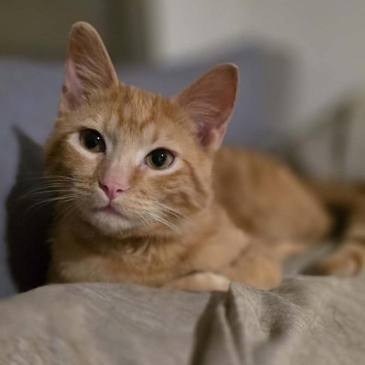 Enlarge Curdis, a Adoptable Domestic Short Hair in Warrensburg, MO image 2/5