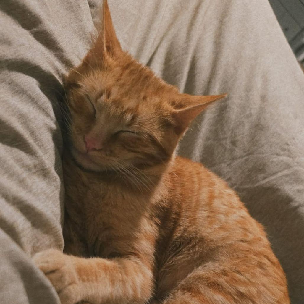 Enlarge Curdis, a Adoptable Domestic Short Hair in Warrensburg, MO image 3/5