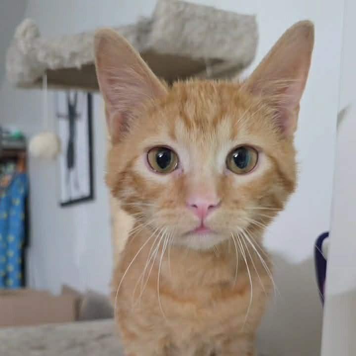 Enlarge Curdis, a Adoptable Domestic Short Hair in Warrensburg, MO image 4/5