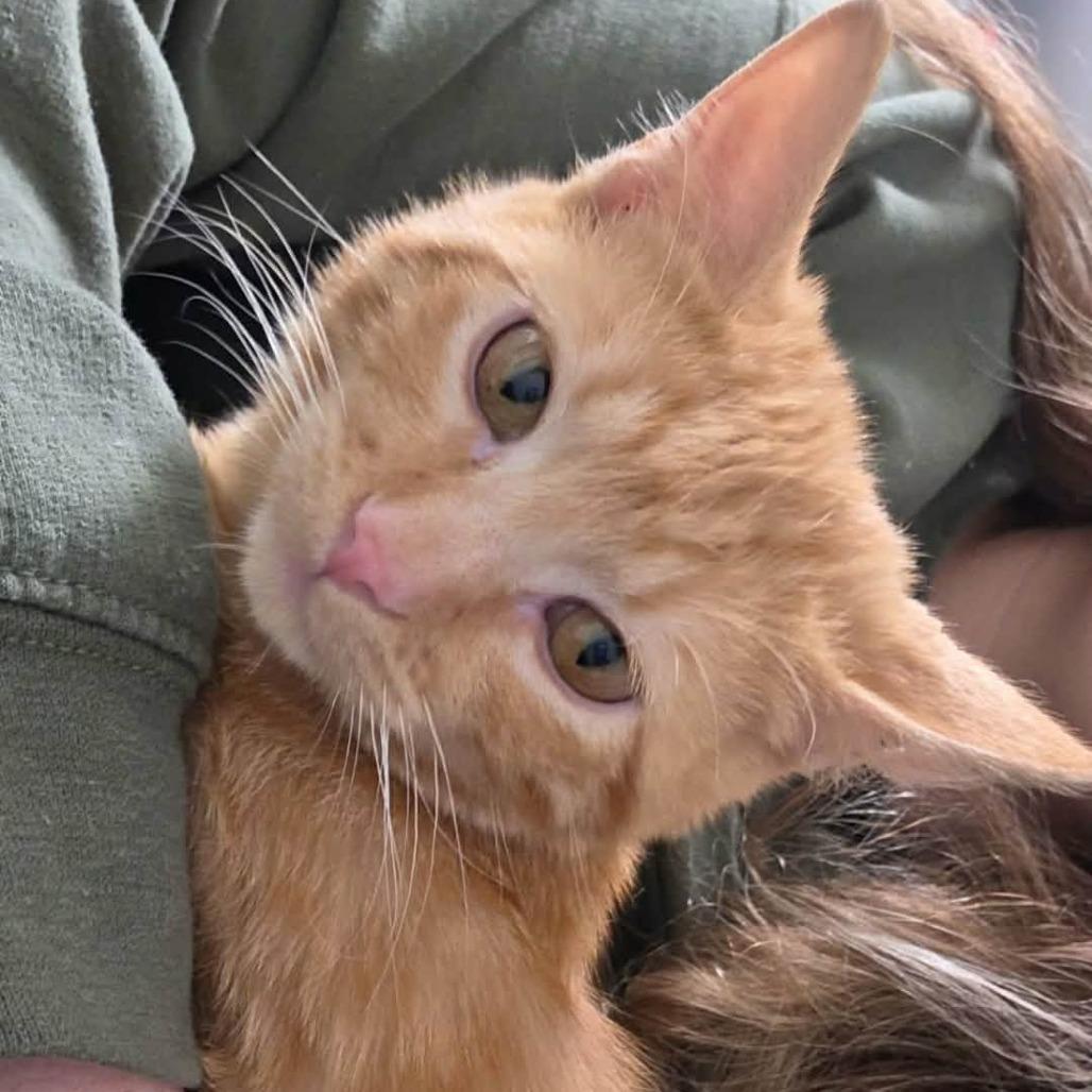 Enlarge Curdis, a Adoptable Domestic Short Hair in Warrensburg, MO image 5/5