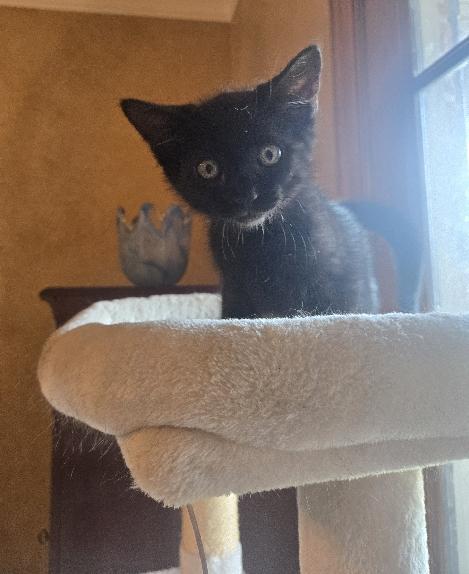 Enlarge Linen, a Adoptable Domestic Medium Hair in Lafayette, LA image 2/5