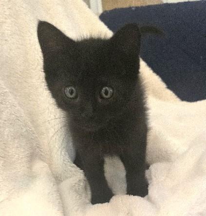 Enlarge Linen, a Adoptable Domestic Medium Hair in Lafayette, LA image 4/5