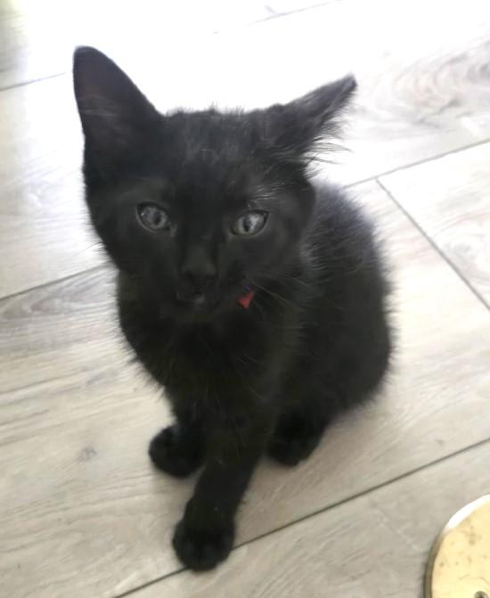 Enlarge Linen, a Adoptable Domestic Medium Hair in Lafayette, LA image 3/5