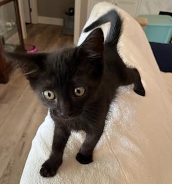 Linen, Adoptable, Kitten Male Domestic Medium Hair.