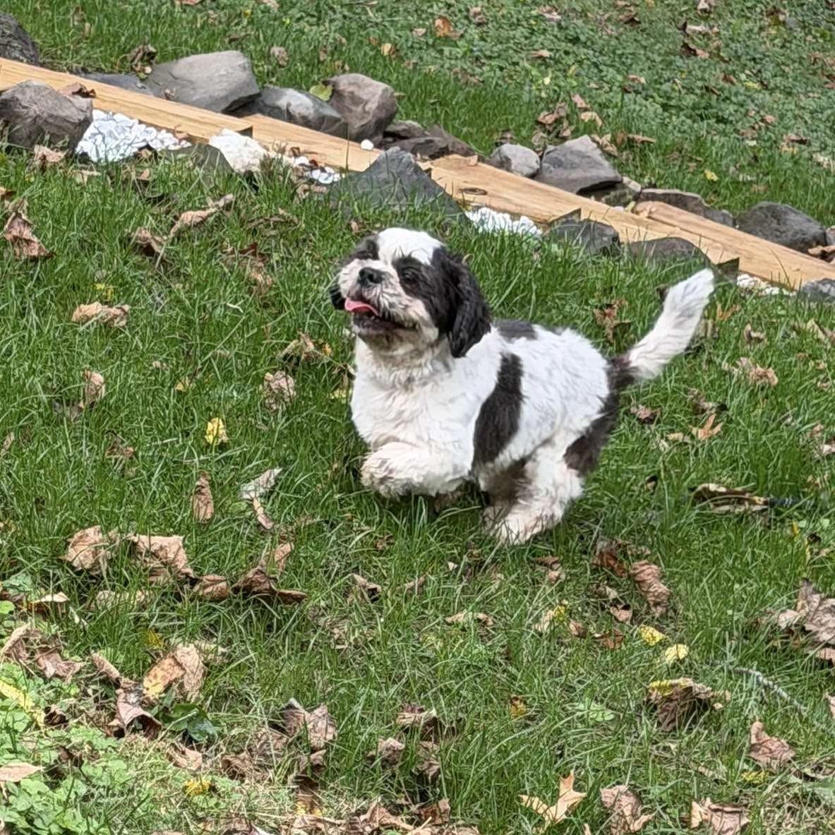 Goku, Adoptable, Adult Male Shih Tzu & Mixed Breed.