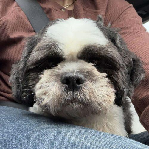 Enlarge Goku, a Adoptable mixed breed in Verona, NJ image 4/5