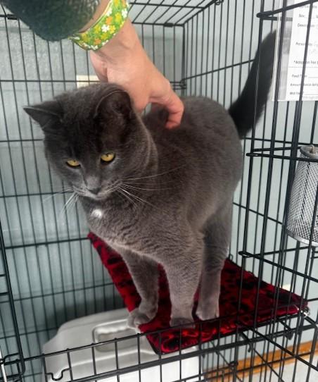 Sarah, a ADOPTABLE Domestic Short Hair in Hutchinson, MN image 4/4