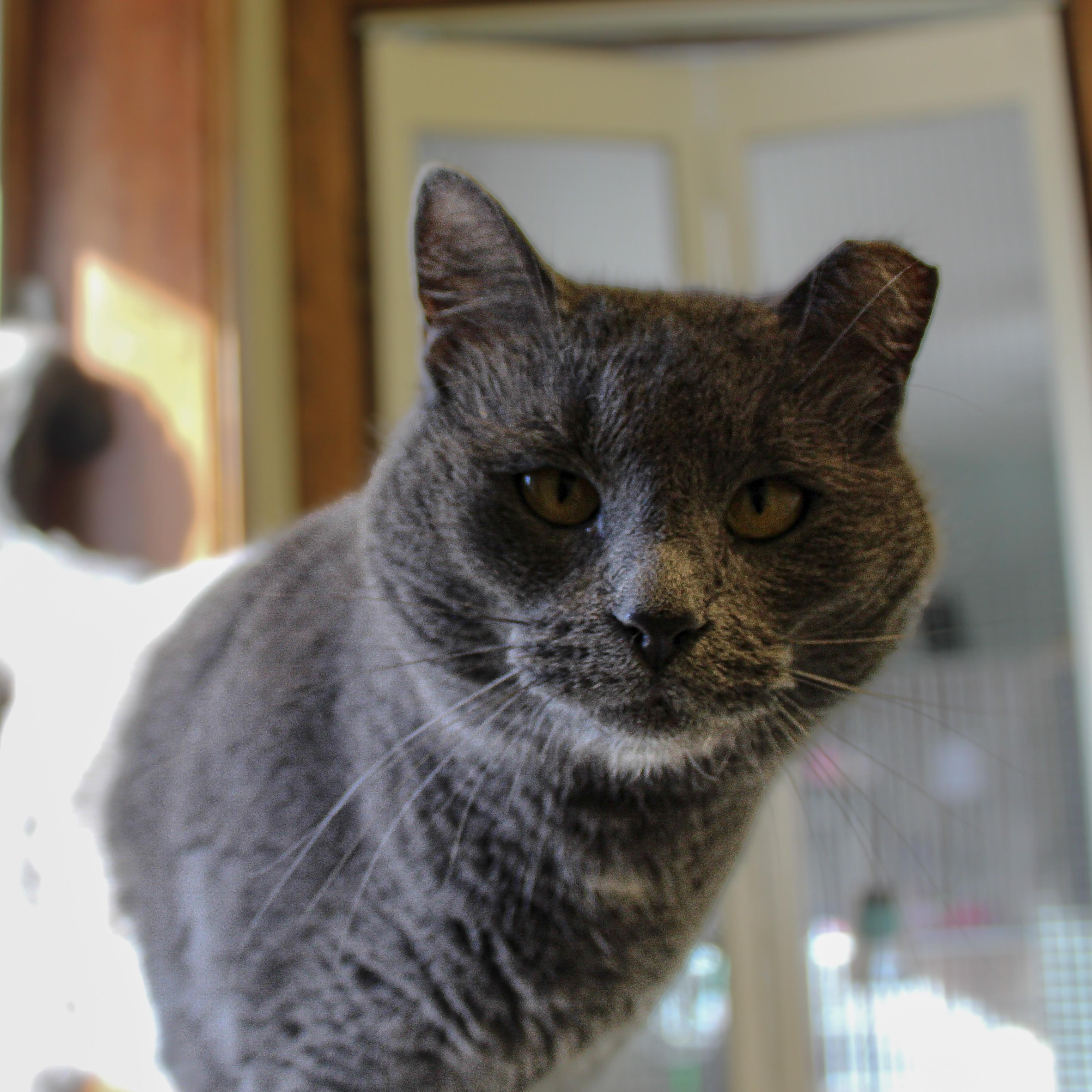 Sarah, a ADOPTABLE Domestic Short Hair in Hutchinson, MN image 3/4