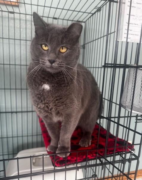 Sarah, a ADOPTABLE Domestic Short Hair in Hutchinson, MN image 2/4