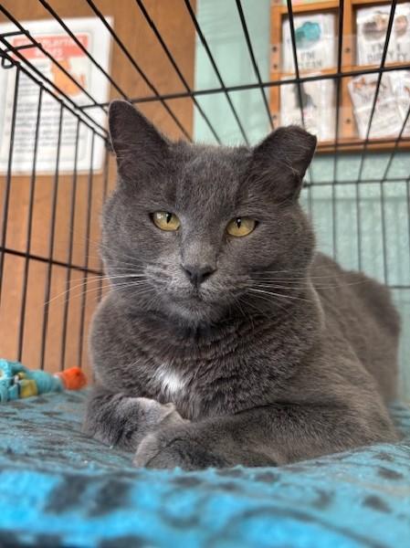 Sarah, ADOPTABLE, Adult Female Domestic Short Hair.