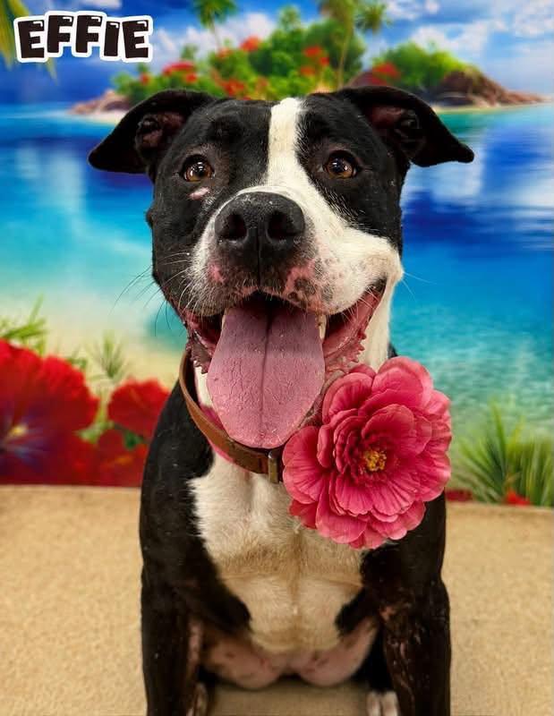 Enlarge Effie, an adopted Mixed Breed in Flint, MI image 1/1