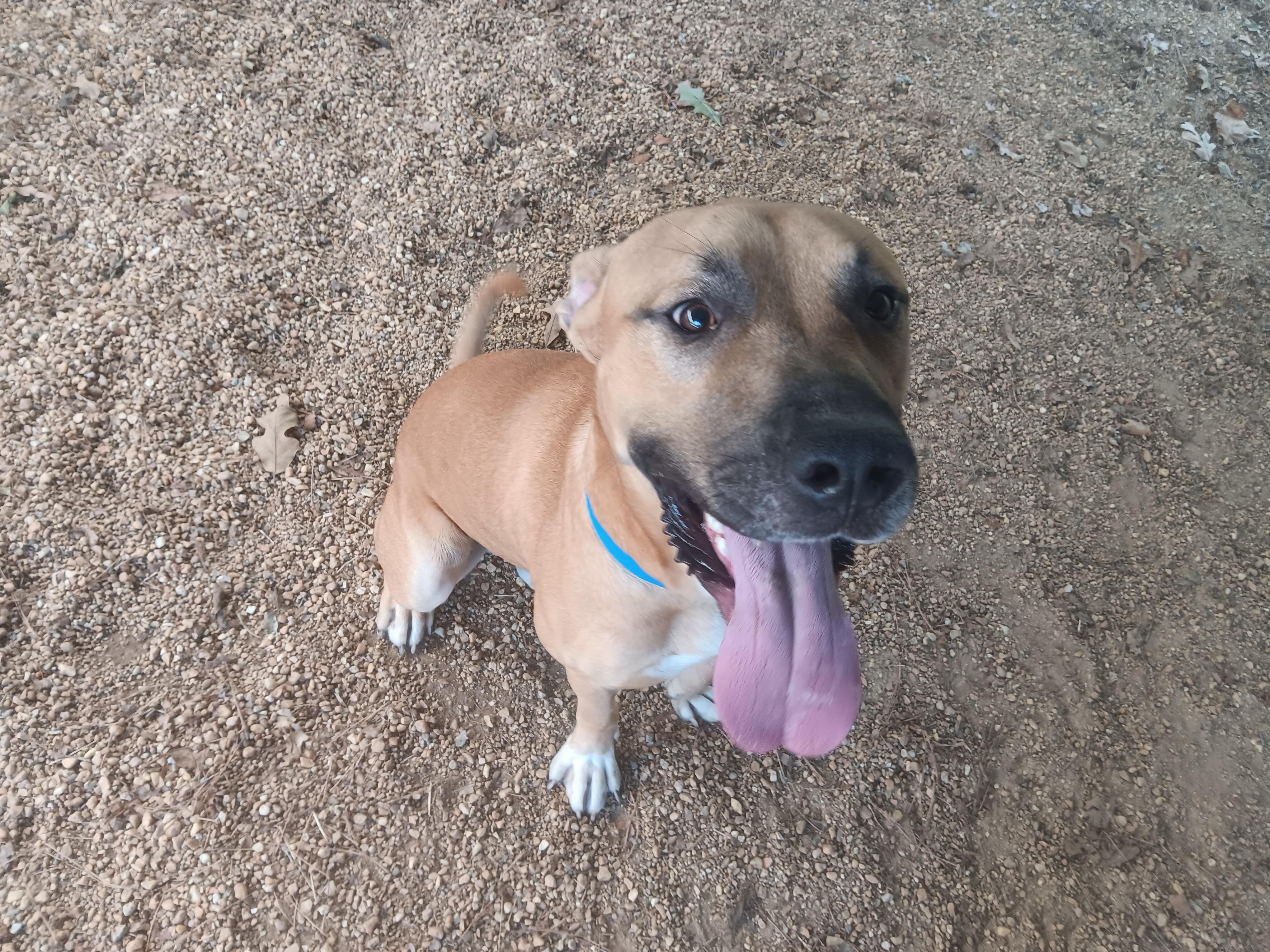 Enlarge Arthur, a Adoptable Mixed Breed in North Little Rock, AR image 1/1