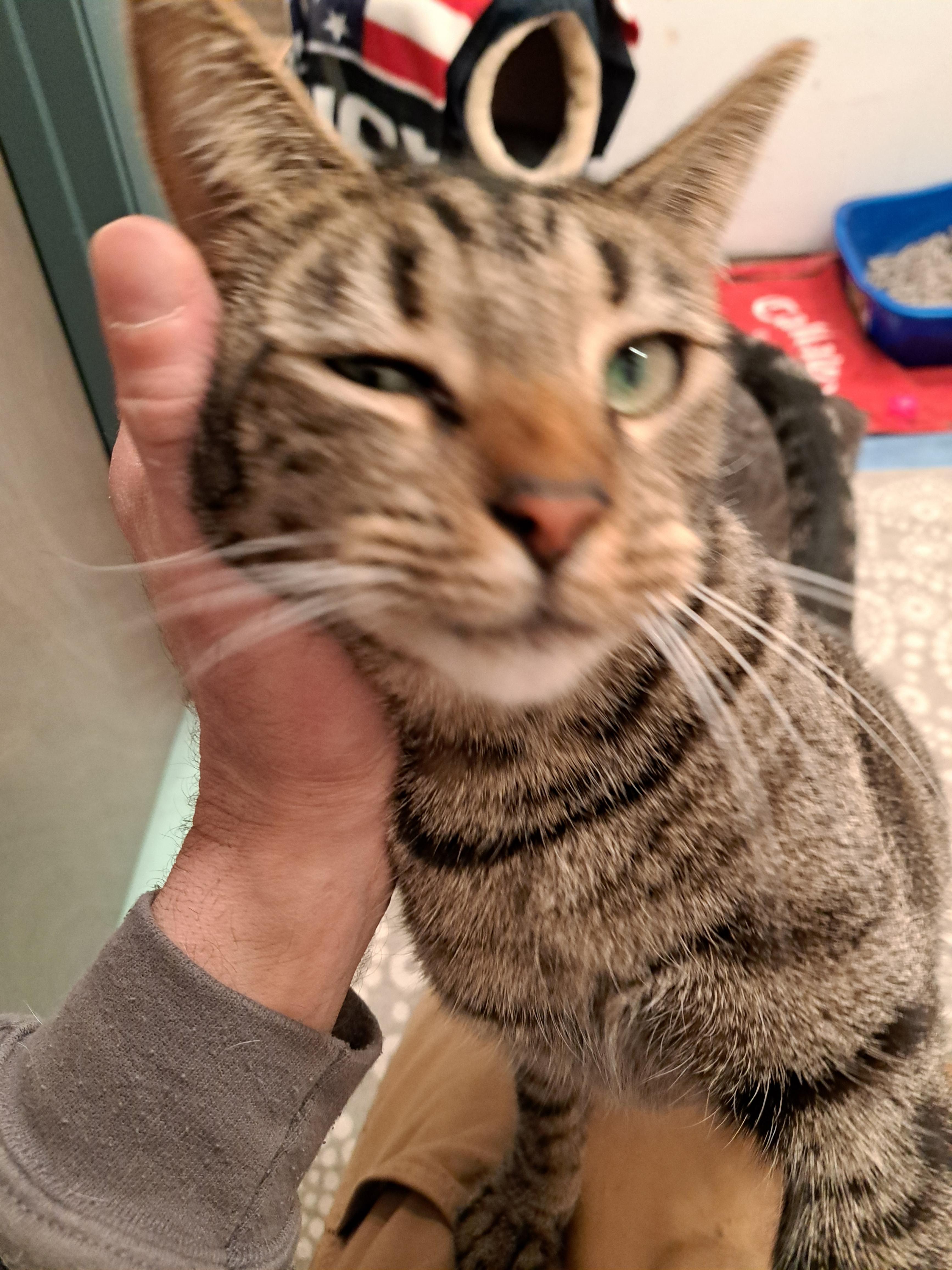 Enlarge Skittles, a Adoptable Domestic Short Hair in New Kensington, PA image 2/6