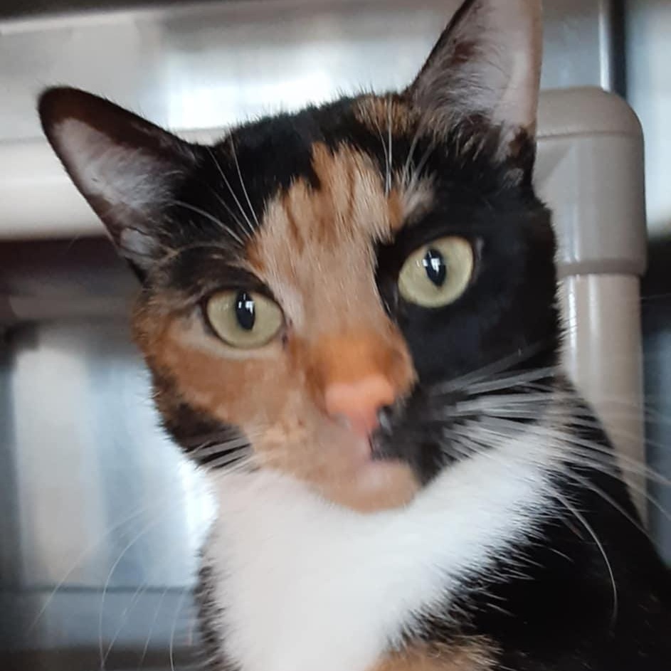 Reece, Adult Female Domestic Short Hair