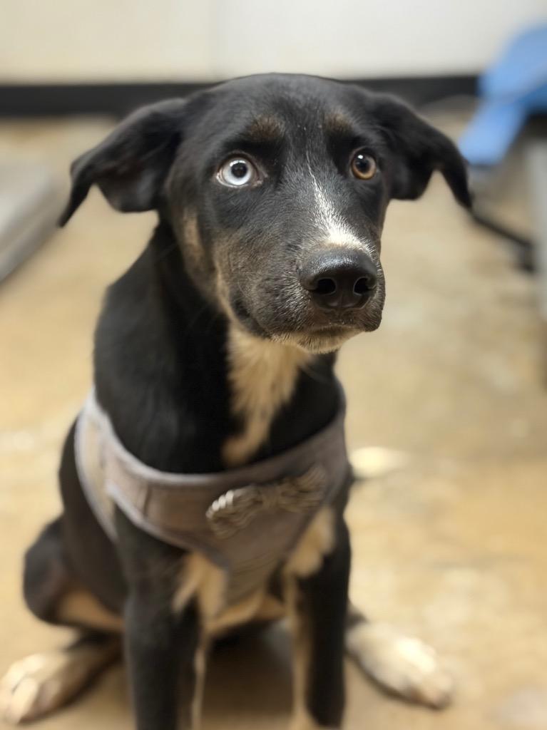 Enlarge Peter Parker, a Adoptable mixed breed in Lockhart, TX image 1/1