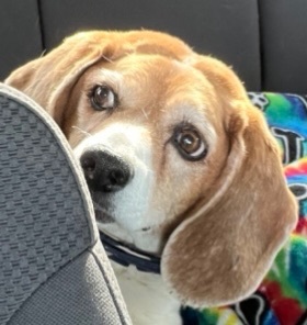 Penny photo 2