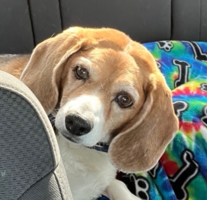 Penny photo 1
